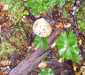 fungus