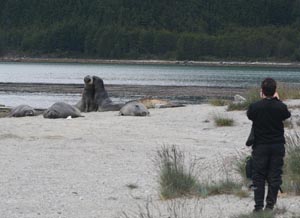 elephant seals