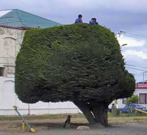 trees and kids