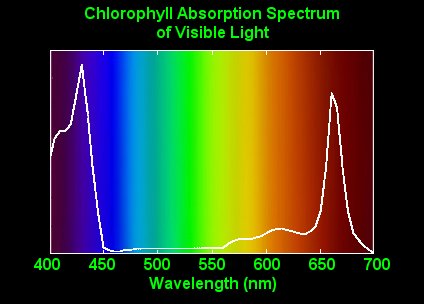 Chlorophyll absorption