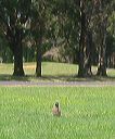 109-0952_img