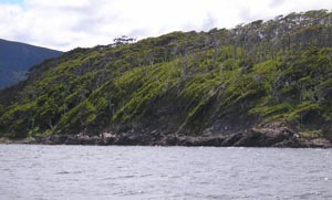 wind blasted trees