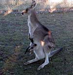 Kangaroo Mom and Joey