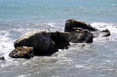 sea lions on the rocks