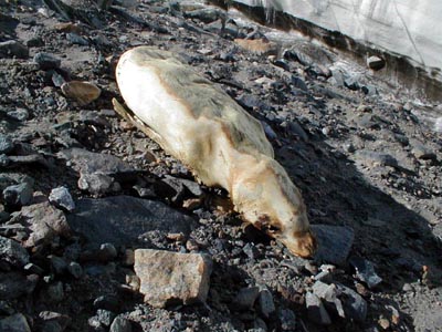 mummified seal