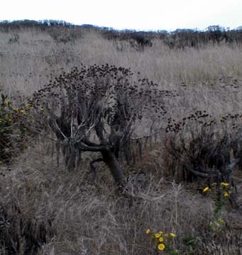 giant coreopsis on Anacapa Island