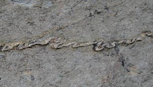 a meandering dike on the Golden Toad