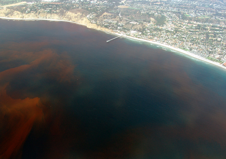 La Jolla Red Tide