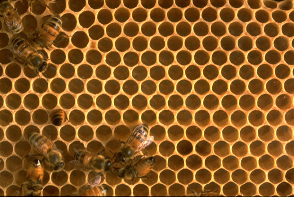 Bee Hive Pattern