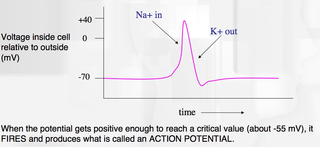 action potential