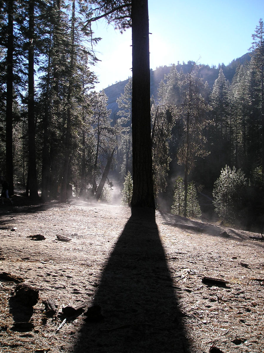 tree shadow