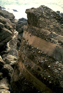 conglomerate rock Point Lobos CA